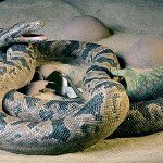 Sanajeh indicus, la serpiente que devoraba bebés de dinosaurio.